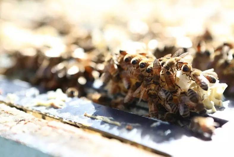 老中医蜂蜜系列,老中医生姜蜂蜜