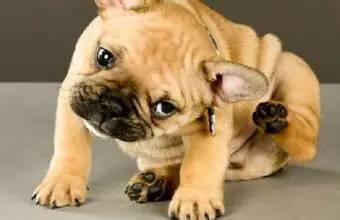 狗狗领回家多久可以训练呢,狗狗新手上路请多关照