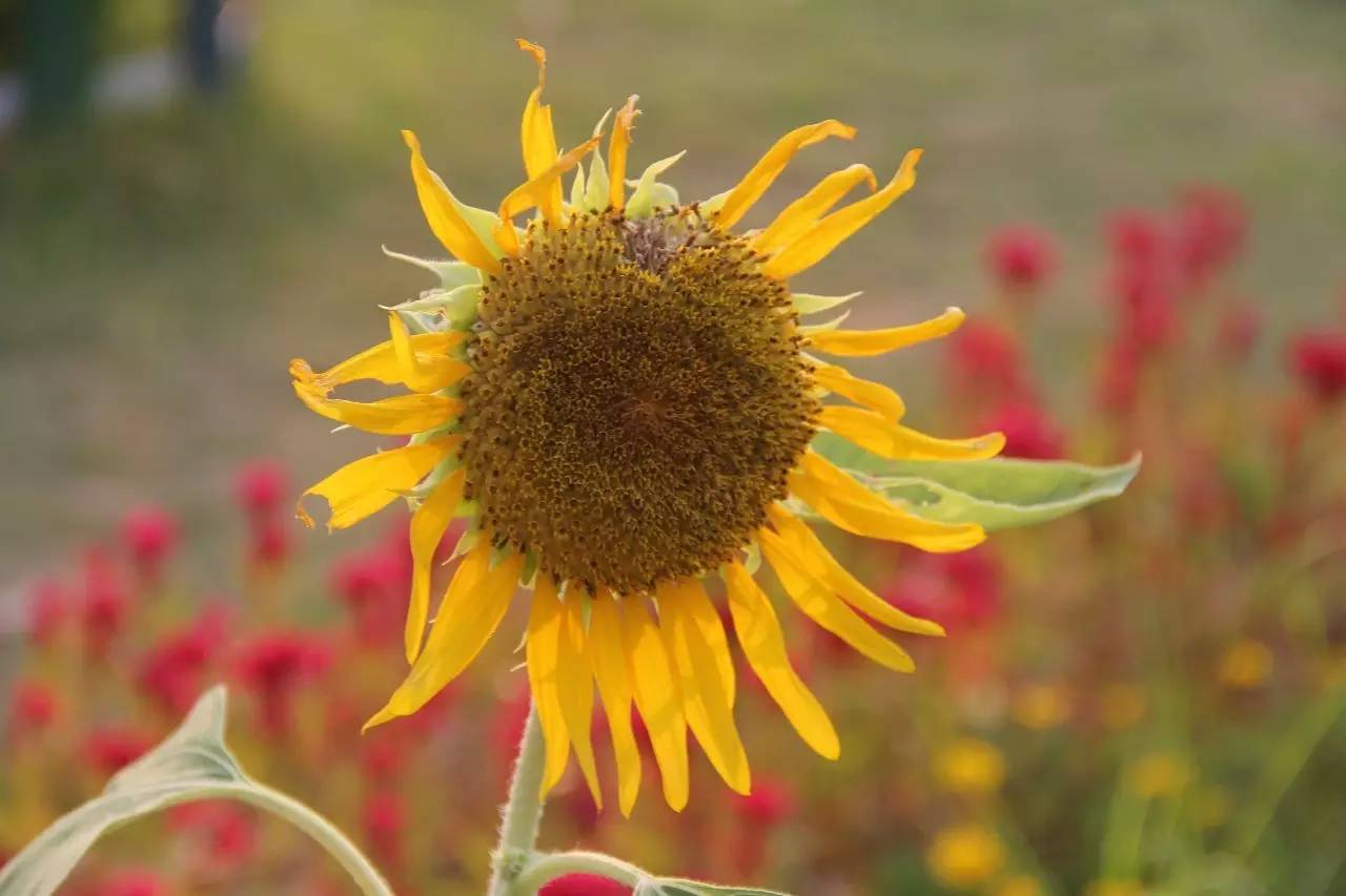 向日葵简短介绍,向日葵简短的知识