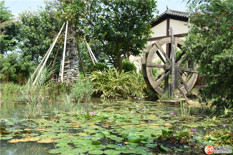 周末去哪儿玩？小编带你去合浦七里香茶庄园和石康镇“小村故事”