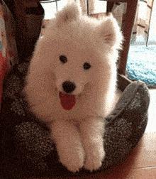 最适合12星座养的小狗狗,十二星座之星座狗