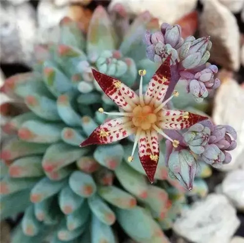 多肉开完花就死,多肉开花后会死掉吗