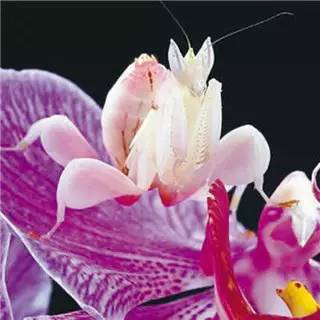 神马鬼|10万1只的奇葩昆虫宠物