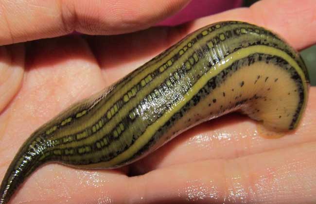 水蛭养殖什么样的水最好,水蛭养殖要求条件有哪些