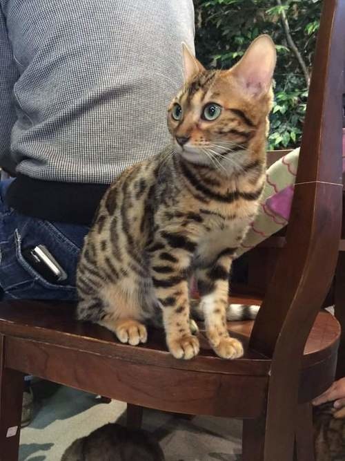孟加拉猫主题咖啡馆,日本咖啡馆的猫咪
