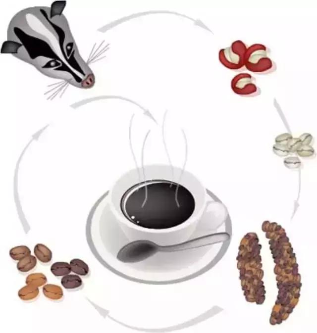 268元可以在巴厘岛landih买多少真正的猫屎咖啡豆?