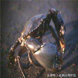 海南小吃多不,海南小吃怎么样