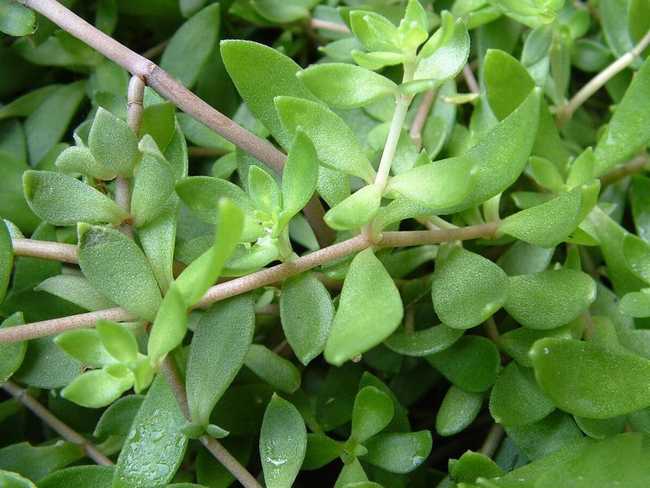 养肝的有一种草叫什么草,山上一种野草能治肝硬化叫什么草