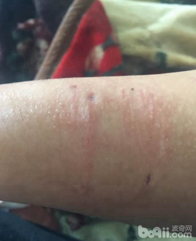 泰迪狗被二哈咬死,养了一条二哈