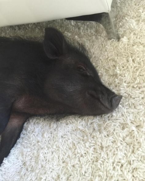 让一头母猪来照顾小奶狗还是挺靠谱的，开始主人觉得猪会攻击狗