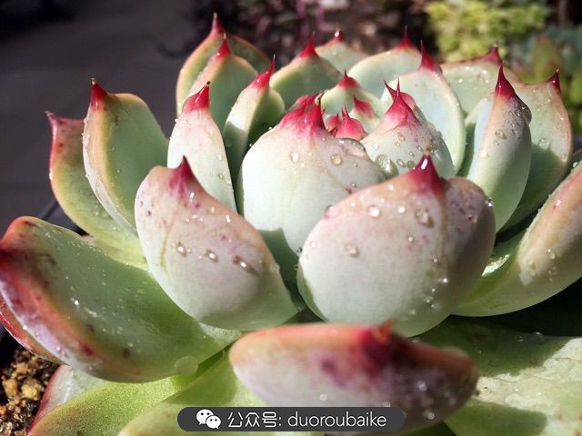 当多肉普货养出颜值，让所谓的韩货欧货都羞涩万分！