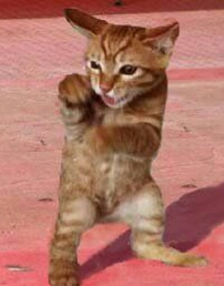 朋友圈动物照片配文,动物搞笑短视频无水印