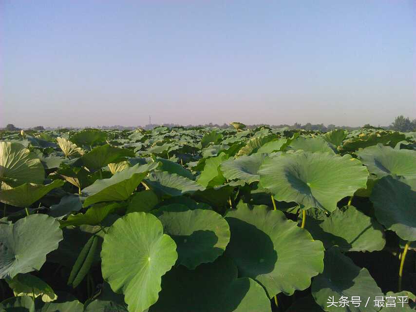 富平富四方醋饮咋样,富平县曹村镇柿子行情
