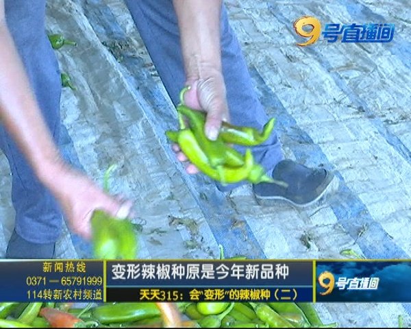 辣椒假种子,辣椒假种子最新进展
