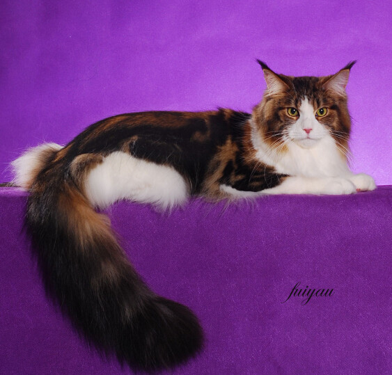 缅因库恩猫白色,缅因库恩猫很少人养