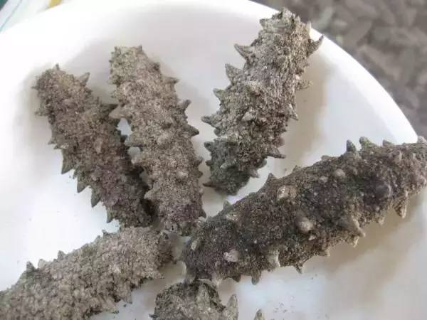 最有名的辽参,辽参真的那么好吗