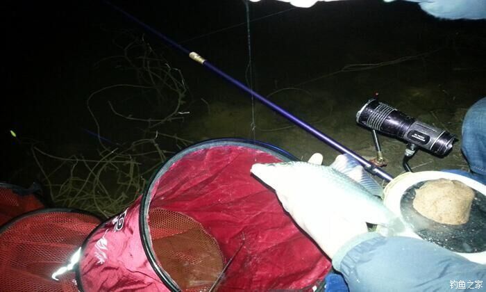 西江夜钓最佳时间,西江夜钓没口