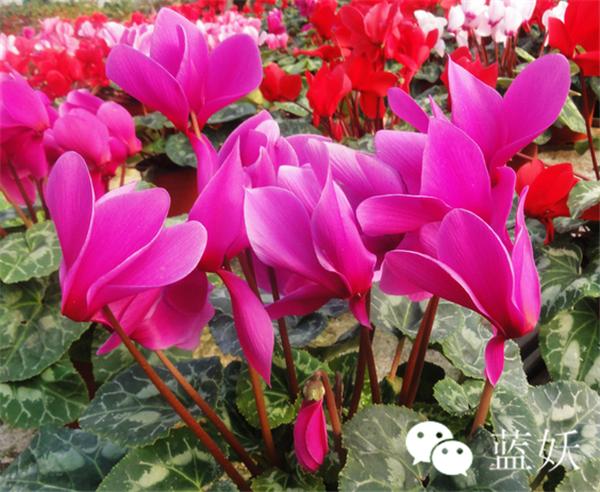 仙客来叶子边缘发黄怎么办,仙客来叶子发黄补救方法