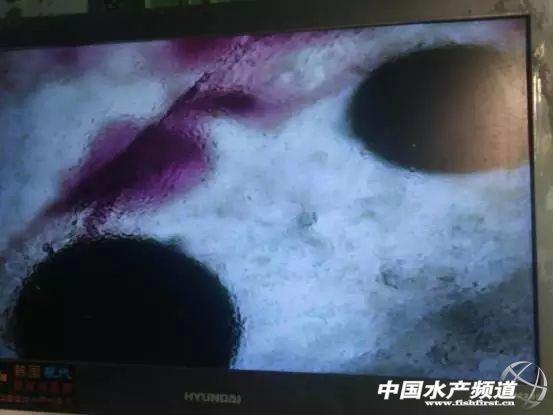 淡水鲳鱼多少钱一斤今日鱼价,金鲳鱼大量死亡