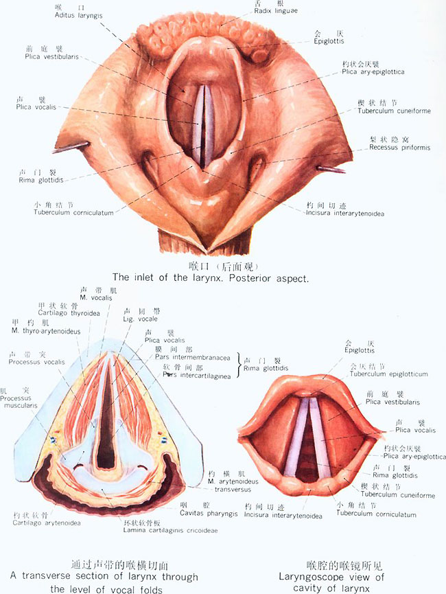 人的声带振动频率会改变吗,为什么年龄大的人声音会变粗