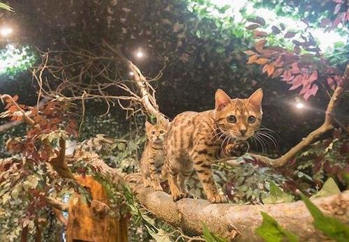 孟加拉猫主题咖啡馆,日本咖啡馆的猫咪