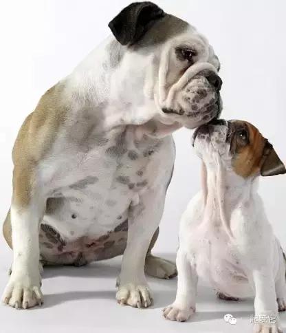 养宠知识不明确导致的惨案,养宠知识为什么猫咪总是看不起你