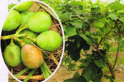 葡萄霜霉病发病规律,葡萄黑痘病的发病规律