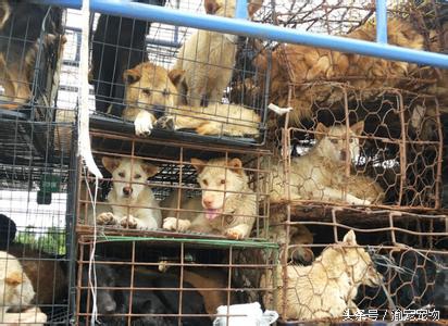 科普——犬猫绝育那些事(一)