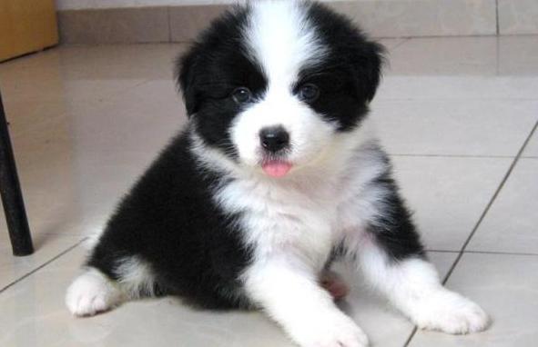 为什么有些边牧不聪明,有人怀疑边牧不聪明