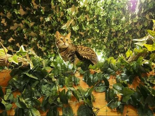 日本猫咖啡店,孟加拉猫咖啡