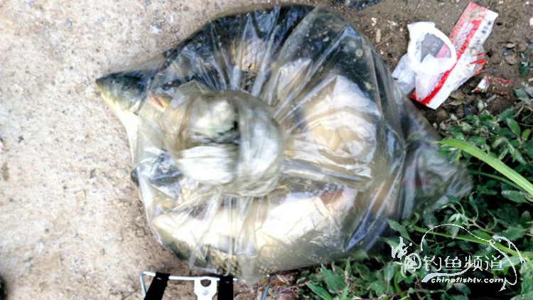 跑鱼断钩的视频,跑鱼断竿