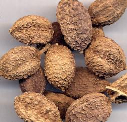 哪味中药对慢性胃炎有用,治慢性胃炎的老方子