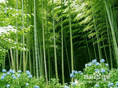 在野外没有绳子怎么做鱼竿,在没有绳子的情况下怎么制作绳索