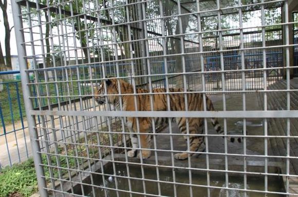 湘潭和平公园动物园星期天开放吗,湘潭市动物园的近况