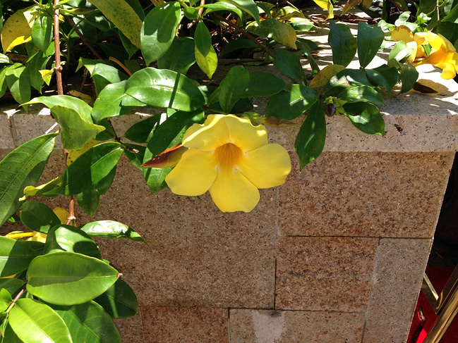 懒人版三亚旅游攻略,海南三亚懒人行租车