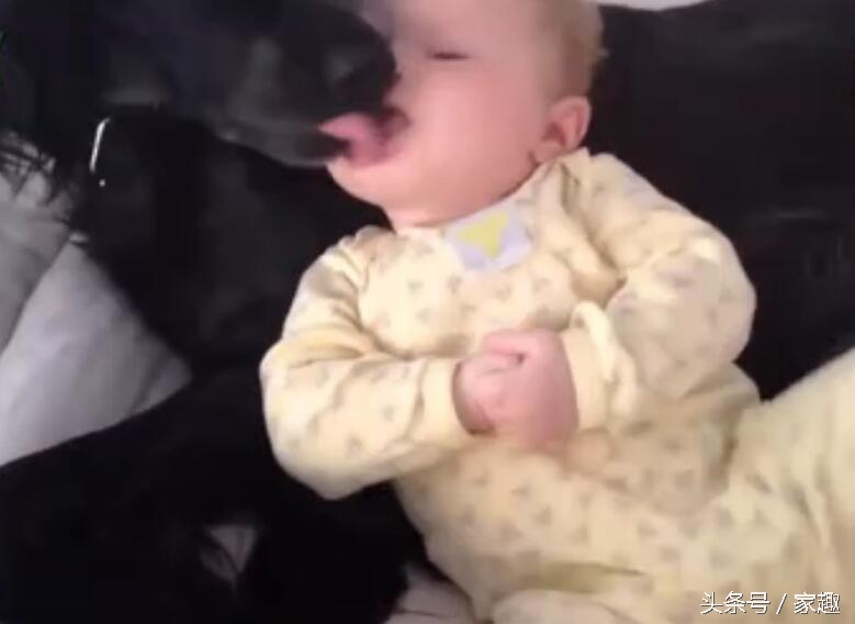 宠物狗舔了宝宝的嘴巴,狗狗舔狗宝宝