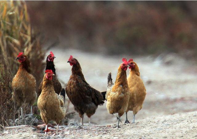 养鸡遇到的烦心事,养鸡为什么会头痛