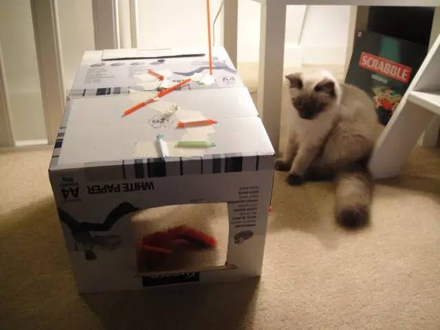 怎么防止猫咬细的电线,怎样从猫上接出网线