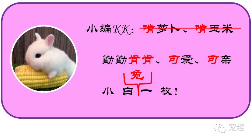 怎么用饼干做简单的狗粮,自制宠物饼干狗粮