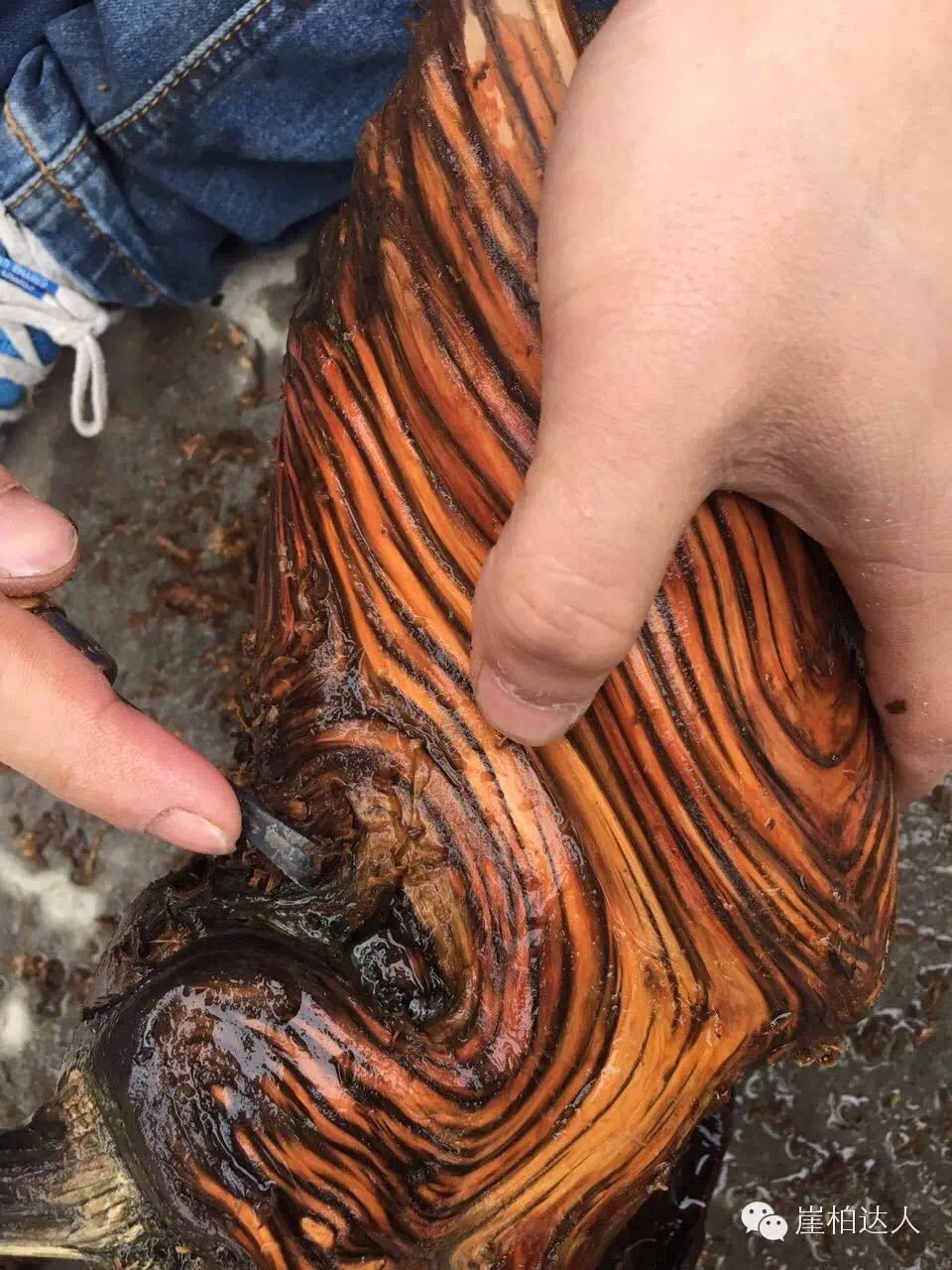 手把手教你打磨崖柏,崖柏玩皮怎么打磨