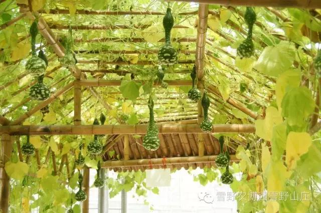 感恩教师节景区活动,感恩教师节门票优惠政策