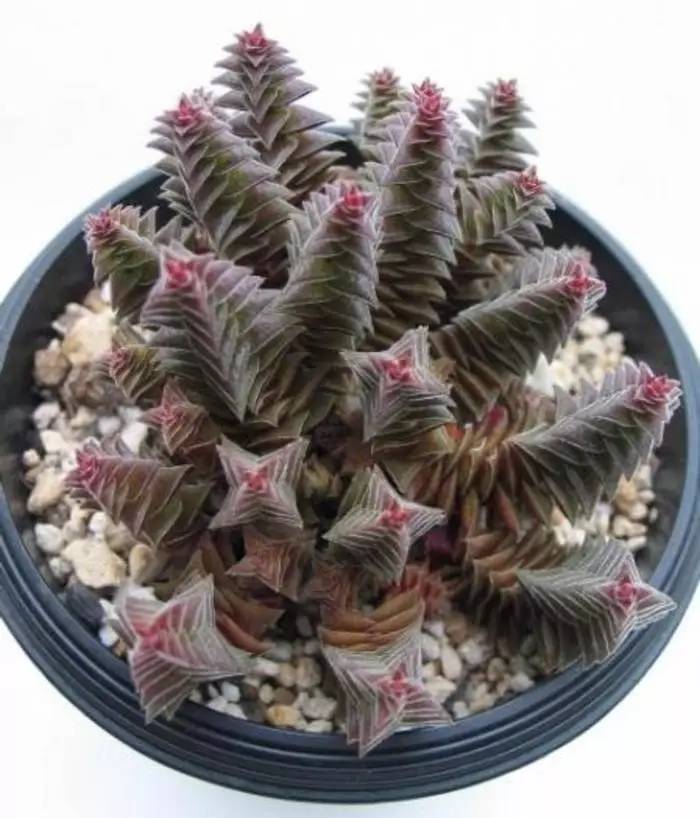 长得像宝塔的多肉,天鹅绒多肉为什么容易长成宝塔形