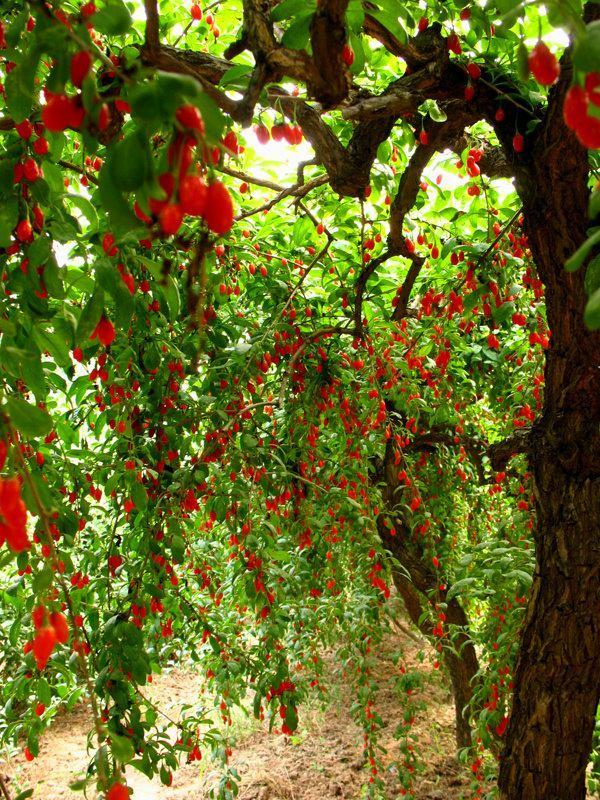 农村叫它狗*子奶**，能补肾，你见过吗？看了你应该认识