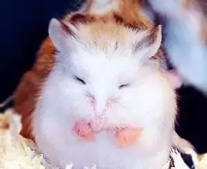 适合学生党的可爱活泼小仓鼠,学生党的小型仓鼠10元