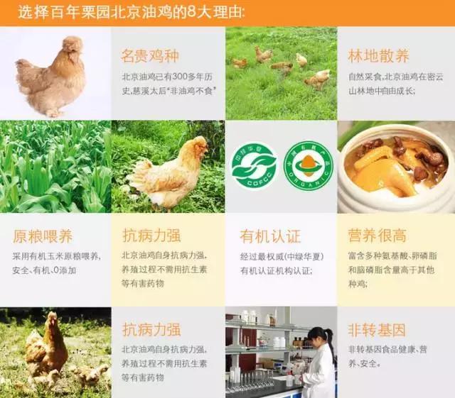 北京正大蛋鸡品种,农京1号蛋鸡