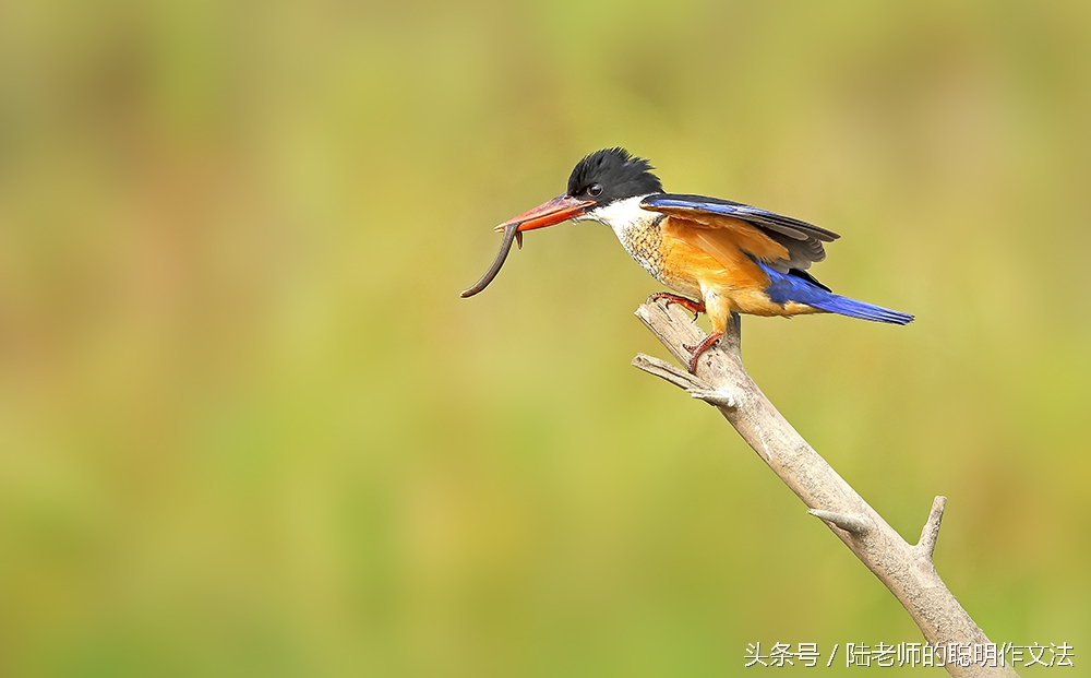 蚂蟥进入鸡的体内能成活吗,蚂蟥捕食蚯蚓