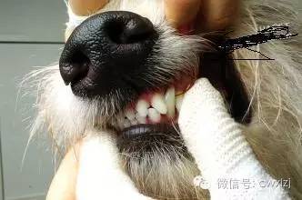 狗狗有口臭是什么原因,老年狗狗口臭是什么原因