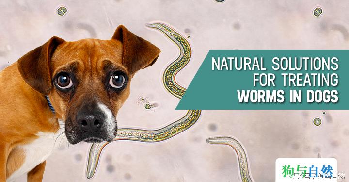 天然的预防治疗狗的体内寄生虫