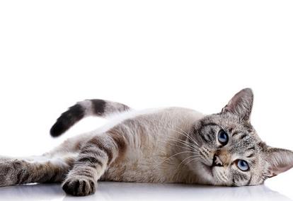 宠物猫名字公猫,宠物猫名字大全