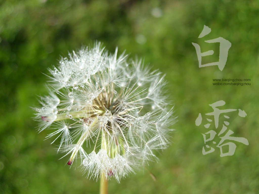 今天是白露应该吃什么,白露茶的正确喝法